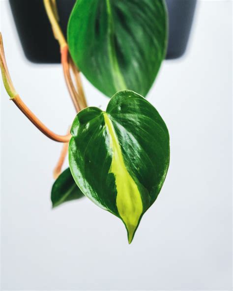 垂墜植物|心葉蔓綠絨 Philodendron hederaceum｜家居植